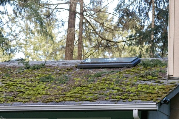 Mossy Roof In Portland OR