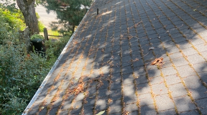 Roof Soft Wash Before
