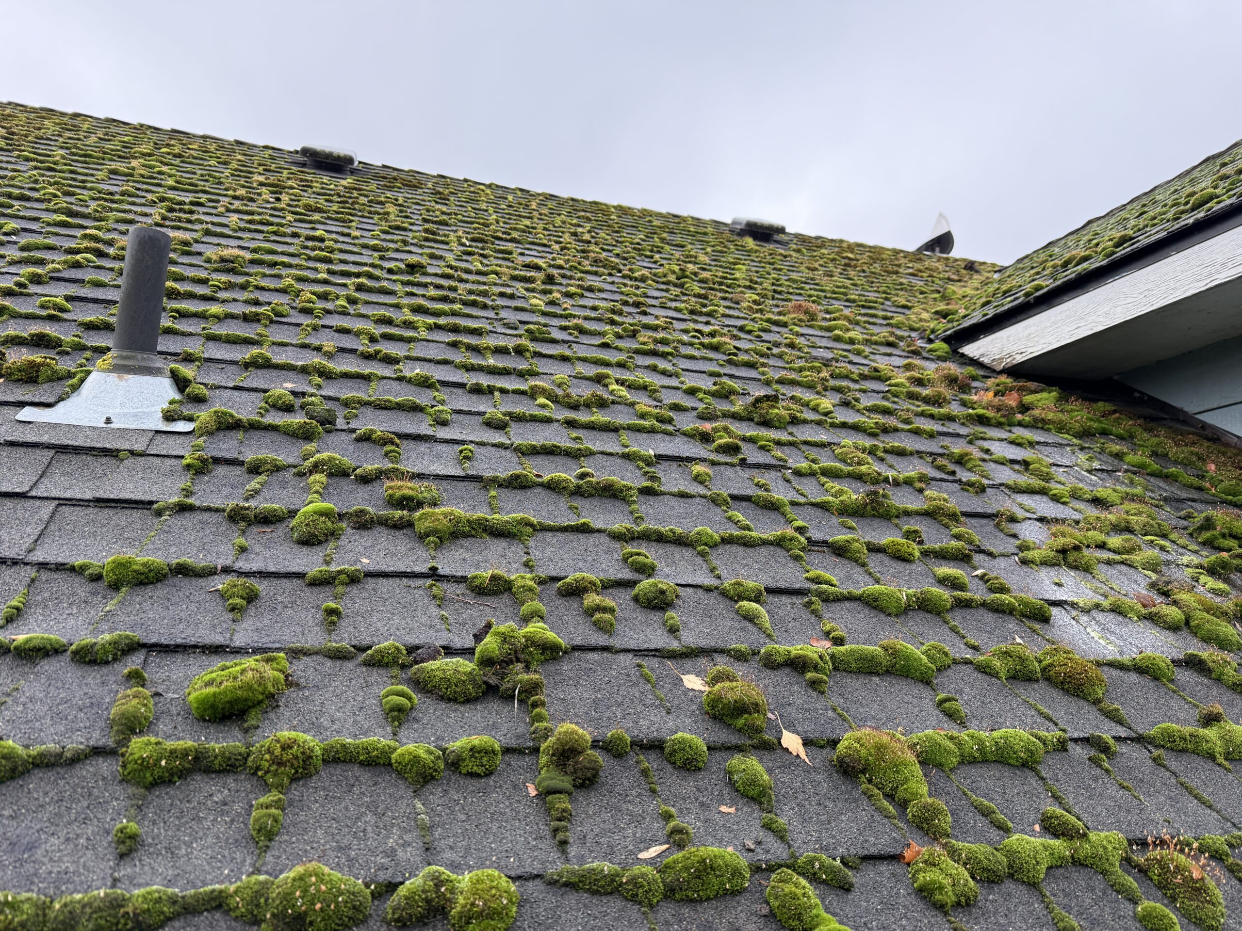 Roof cleaning service by Orbit Soft Wash in Lake Oswego Oregon