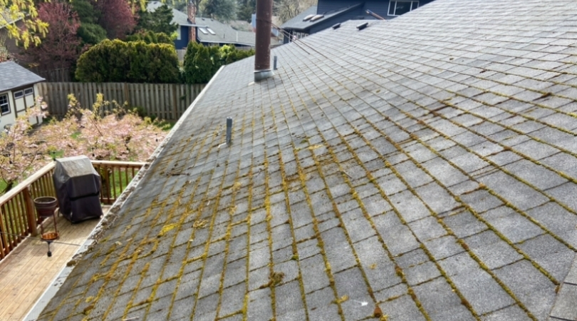 Moss growth on a roof before Orbit Soft Wash roof cleaning in Lake Oswego
