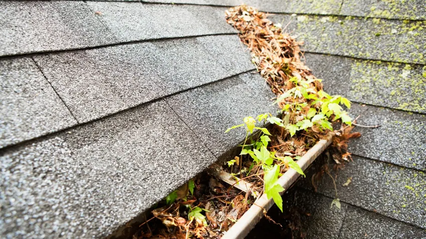 Gutter packed with leaves and growing plants