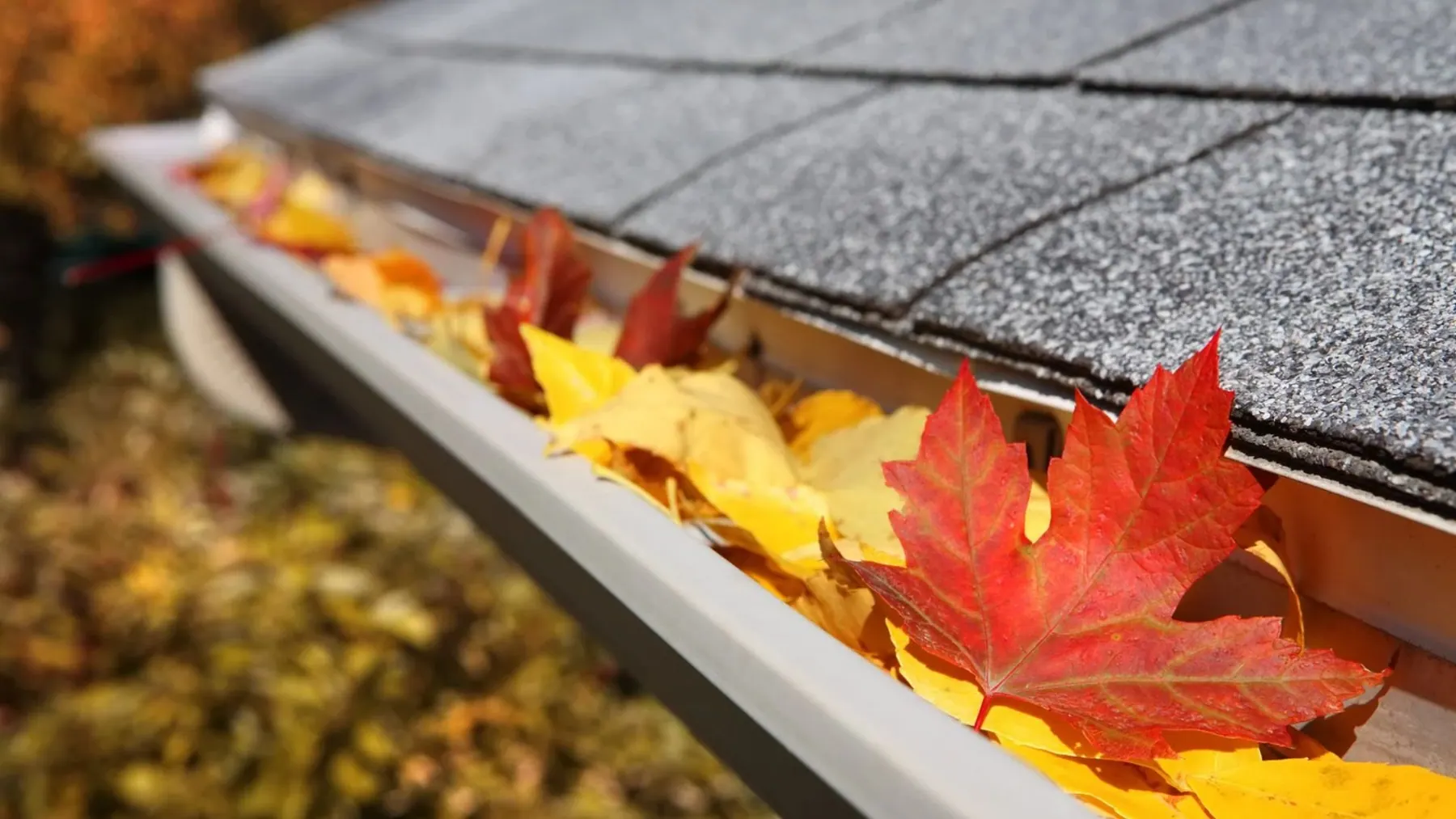 Close-up of a gutter filled with leaves and debris before gutter cleaning