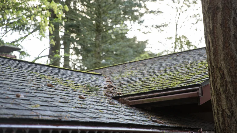 Close-up of moss growth on a roof